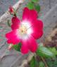 Bukavu rose photo