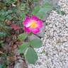Lavender Dream rose photo