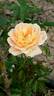Sweet Dream rose photo