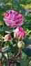 Crazy Fashion ® rose photo
