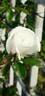 Iceberg, Cl. rose photo