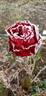 Crimson Glory rose photo