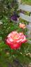 Dick Clark rose photo