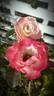 Dick Clark rose photo