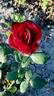 Crimson Glory rose photo