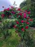 Noella Nabonnand rose photo