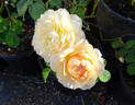 Effie ™ rose photo