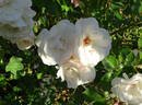 Eliane Gillet ® rose photo
