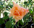 Elizabeth Scholtz rose photo
