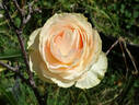 Espérance ™ rose photo