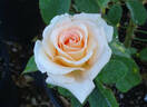 European Touch rose photo