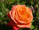 Exotica ® rose photo