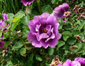 Eyeconic ® Plum Lemonade rose photo