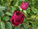 Falstaff rose photo