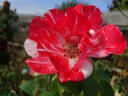 Festival Fanfare ® rose photo
