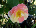 Flirtatious ™ rose photo