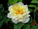 Fred Howard rose photo