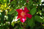 Bengal Crimson rose photo