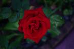Rob Roy rose photo