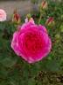 Gabriel Oak ™ rose photo