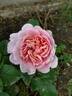 Eustacia Vye ™ rose photo