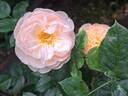 The Shepherdess rose photo
