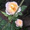 The Shepherdess rose photo