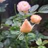 The Shepherdess rose photo