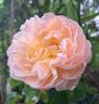 The Lady Gardener rose photo