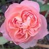 Dames de Chenonceau ® rose photo