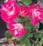 Chalon en Bourgogne ® rose photo