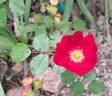 Friendly rose photo