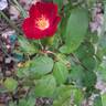 Friendly rose photo