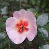 See You in Red ® rose photo