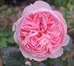 Geoff Hamilton rose photo