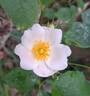 Friendly rose photo
