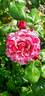 Crazy Fashion ® rose photo