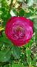 Blue Eden rose photo