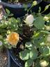 Soleil d'Or rose photo
