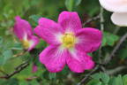 Glory of Edzell rose photo