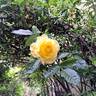 Moonlight rose photo
