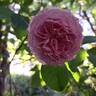 James Galway rose photo