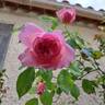 Sonia Rykiel ® rose photo