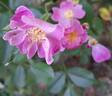 Lavender Dream rose photo