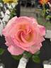 Classic Touch rose photo