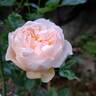 The Shepherdess rose photo