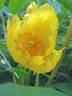 <i>P. ludlowii</i> peony photo