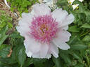 Do Tell peony photo