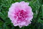 The Fawn peony photo
