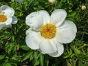 Le Jour peony photo